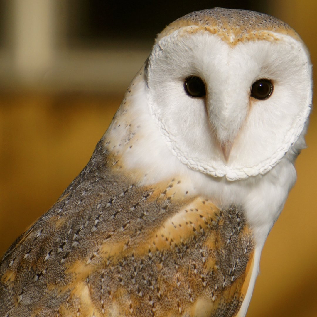 glen-helen-owl